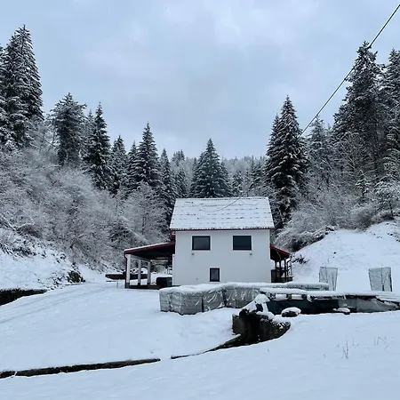 Wood House *